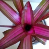 Bromeliad - Neoregelia Pink