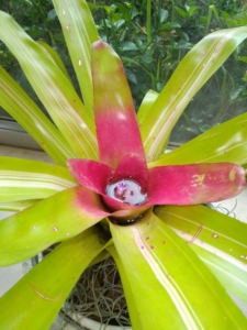 Bromeliad-lime-white-red