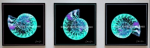 Ammonite-Black- Plexi-Turquoise
