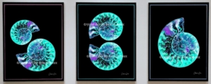 Ammonite-Black- Plexi-Turquoise-portrait