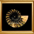 Ammonite-Fibonacci-Dark-peach-10