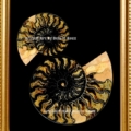 Ammonite-Fibonacci-Dark-peach-11