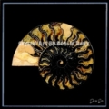 Ammonite-Fibonacci-Dark-peach-3